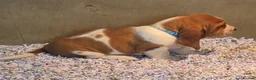 Basset Hound dogs for sale: KC BASSET HOUND PUPPIES FROM HEALTH SCORED PARENTS - Advert 38