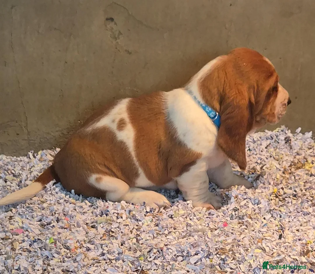 Basset Hound dogs for sale: KC BASSET HOUND PUPPIES FROM HEALTH SCORED PARENTS - Advert 38