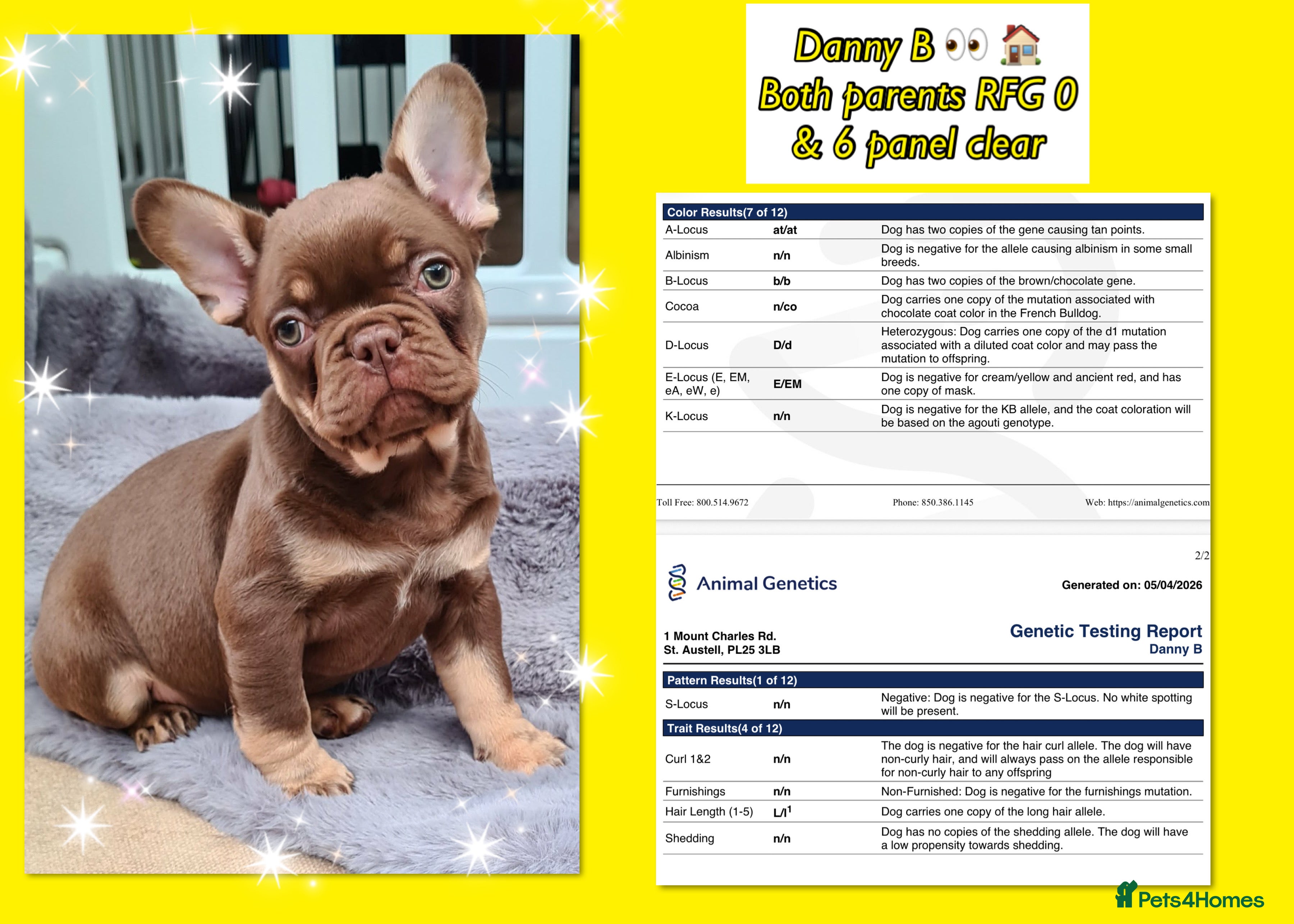 French Bulldog dogs Quality Puppies from highly health tested Parents - Advert 2