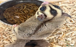 Sugar Glider rodents for sale: Lots of stunning sugar gliders  - Image 8