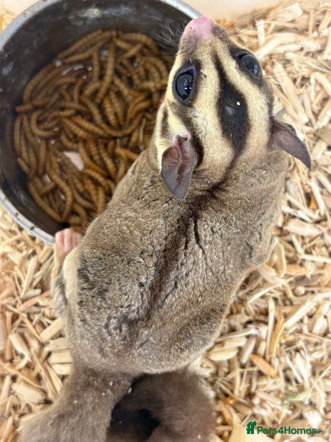 Sugar Glider rodents for sale: Lots of stunning sugar gliders  - Image 8