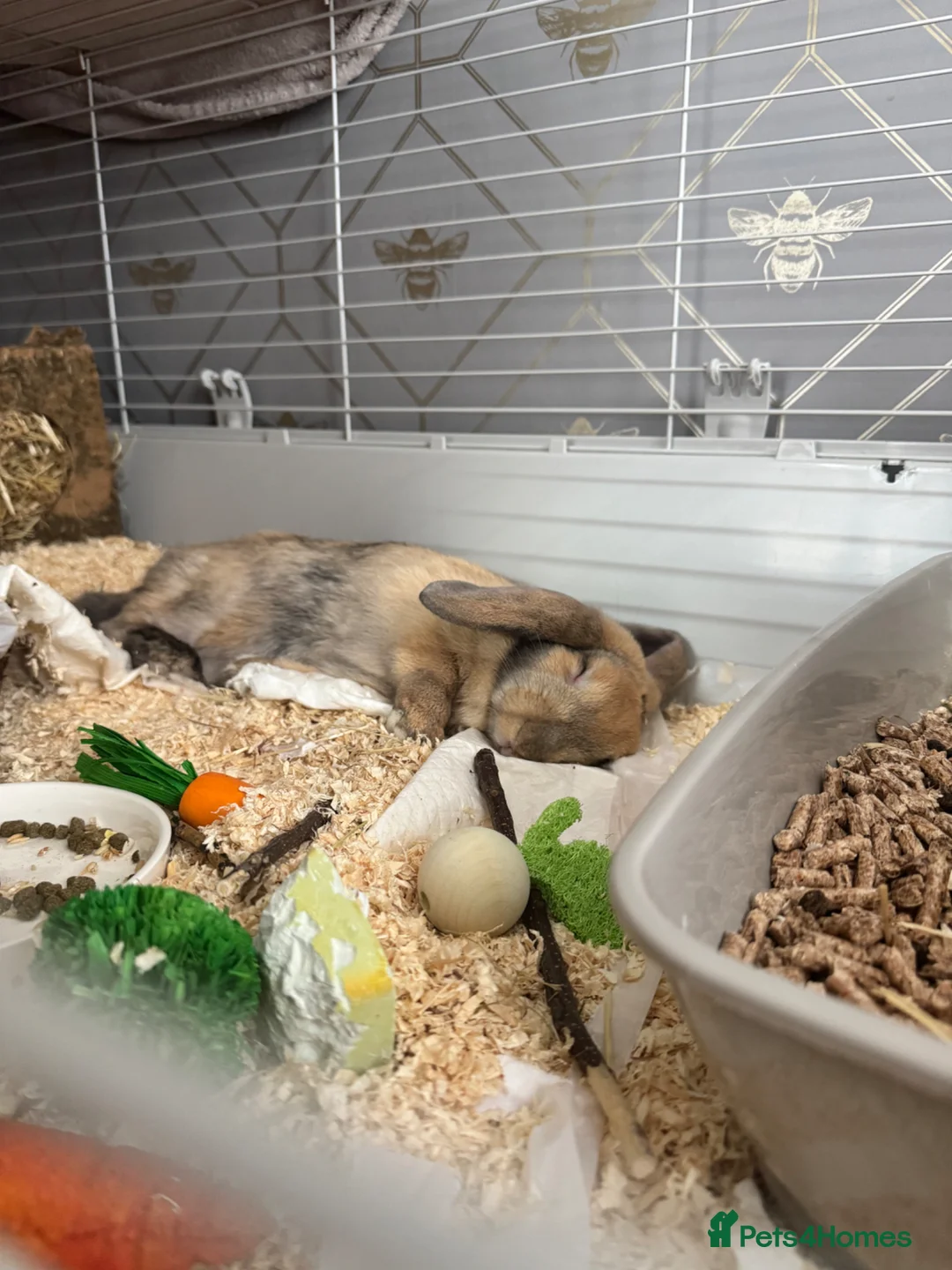 Mini Lop rabbits for sale: Minilop rehome  in Basildon - Advert 2