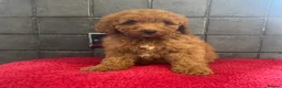 Miniature Poodle dogs for sale: Stunning Fox Red Minature Poodle Pups  - Advert 23