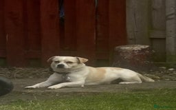 Jug dogs for sale: jug dog  - Image 1