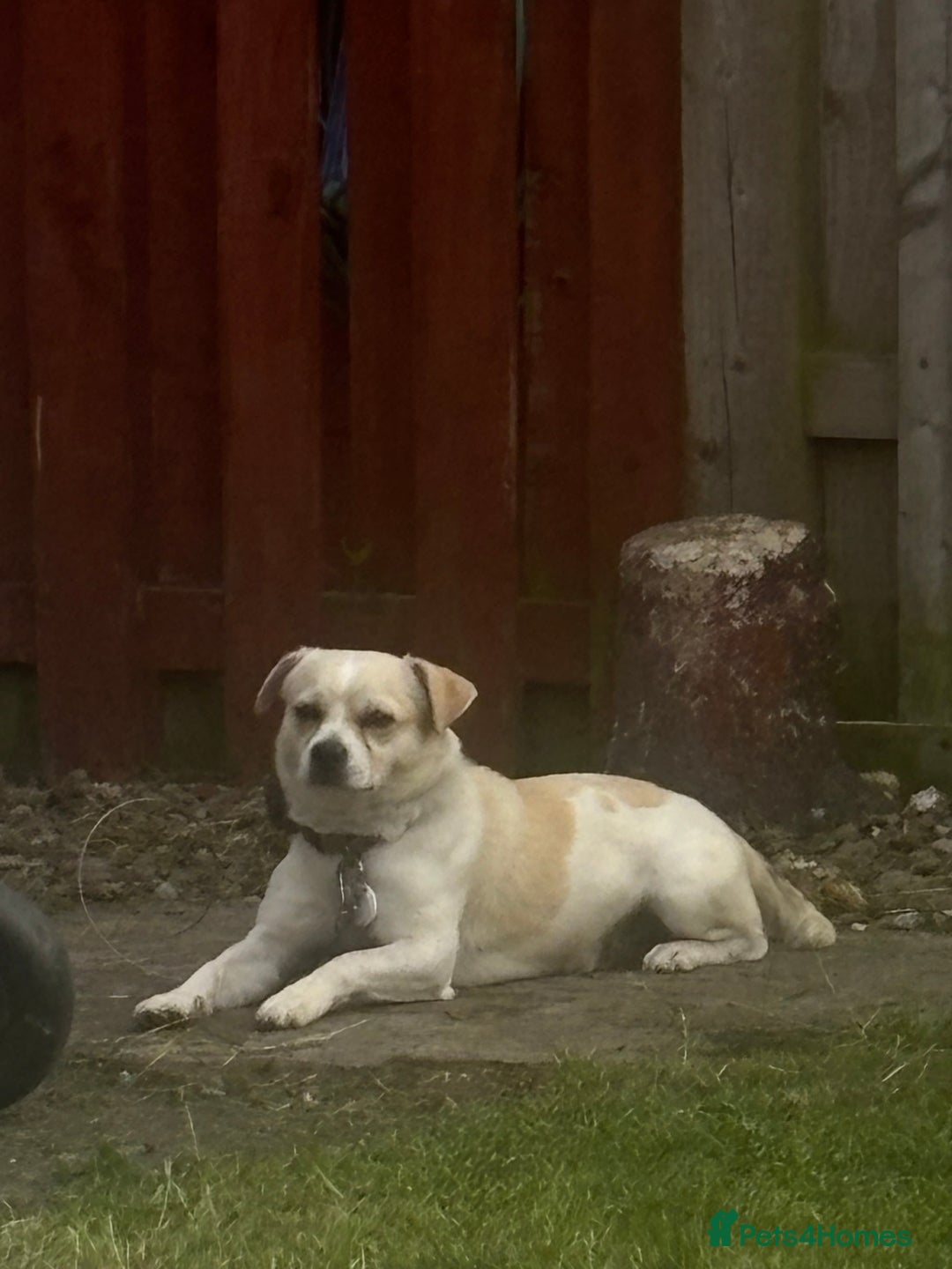 Jug dogs for sale: jug dog  - Image 1