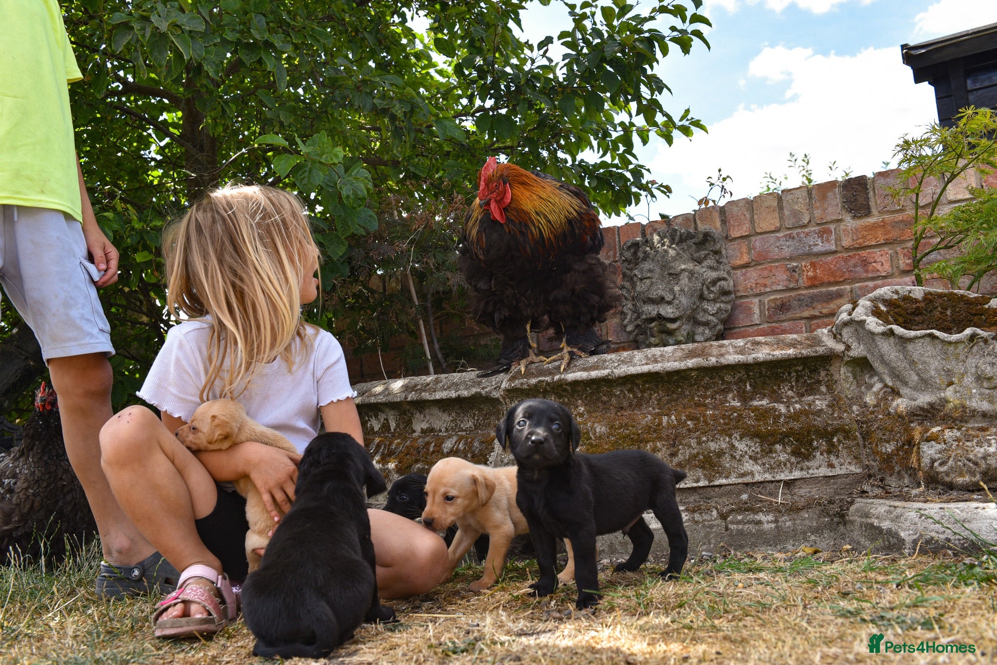 Labrador Retriever dogs Beautiful Yellow and Black KC Puppys - Advert 1