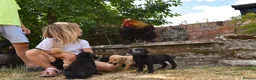 Labrador Retriever dogs for sale: Beautiful Yellow and Black KC Puppys - Advert 1