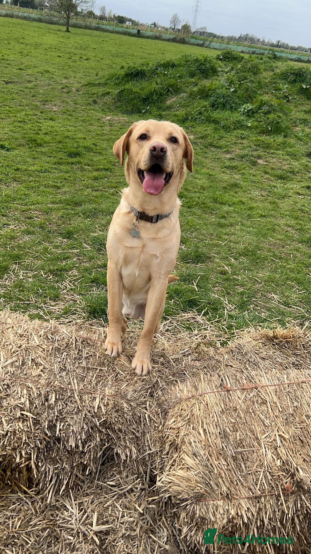 Labrador Retriever dogs for stud: Exceptional Labrador Stud - Advert 7