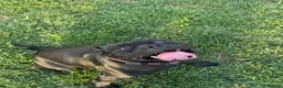 Staffordshire Bull Terrier dogs for sale: Black KC Reg/Health Tested Staffordshire Puppies. - Advert 36