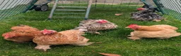 Chickens poultry for sale: Chickens pekin bantam and goldline  - Advert 1