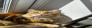 Mixed Breed 2 - Ginger and white tortoise shell