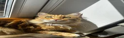 Mixed Breed cats for sale: 2  beautiful female cats in Southampton - Advert 5