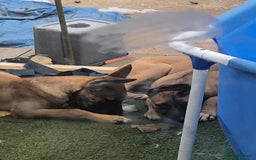 Mixed Breed dogs for sale: Belgian malinois cross staffy pups in Doncaster - Image 15