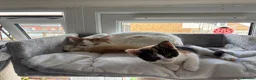 Mixed Breed cats for sale: Beautiful calico kitten READY NOW - Advert 9