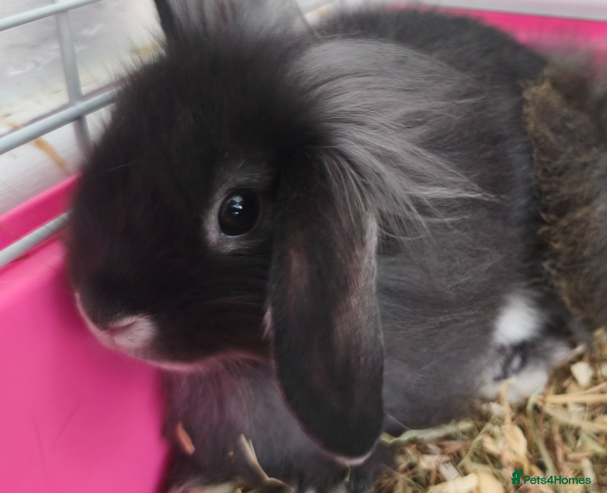 Mini Lop rabbits Black Otter Mini Lion Lops ready 10th July  - Advert 1