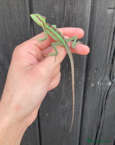 Iguana reptiles in Downham Market - Advert 3