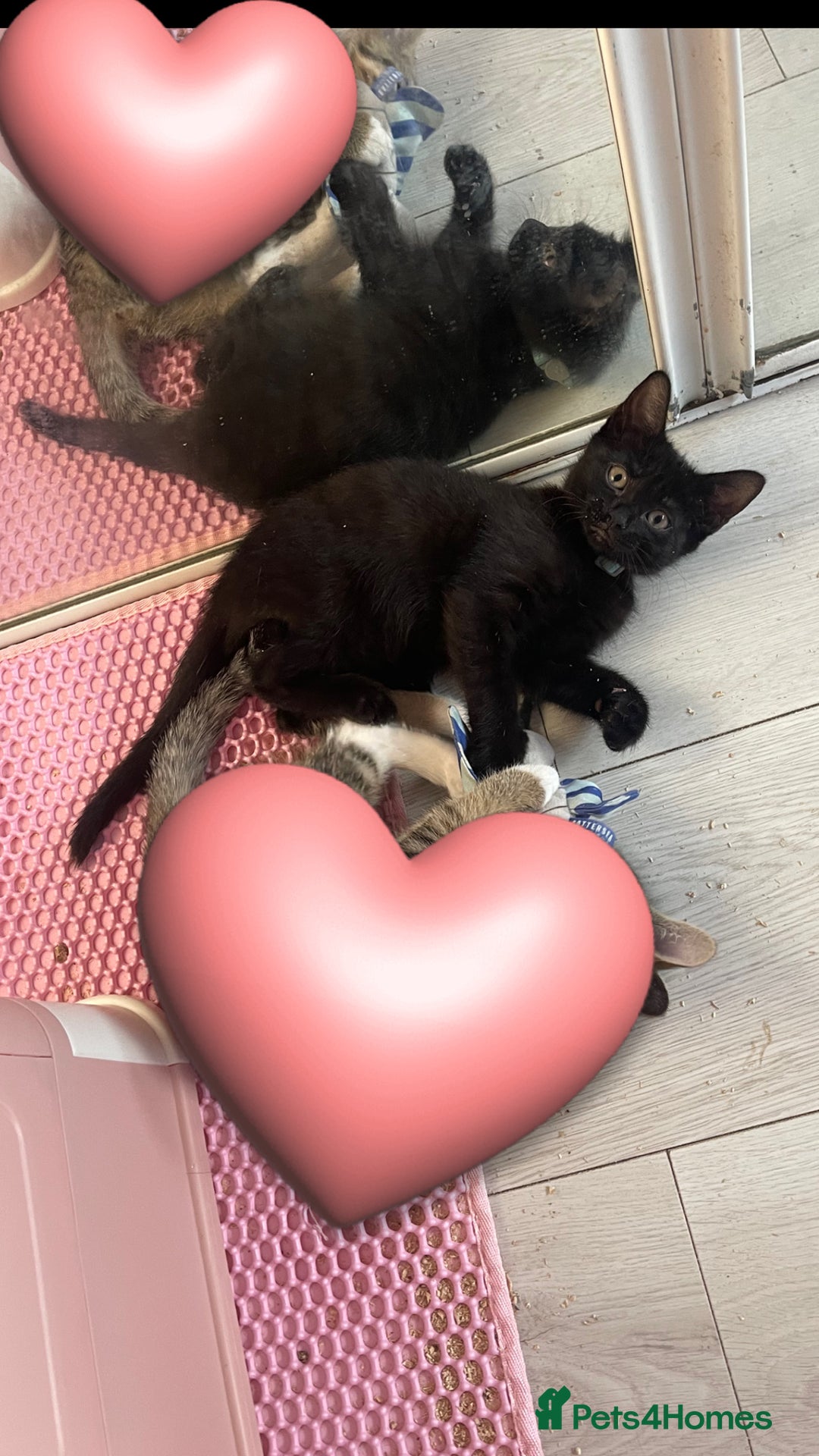 Mixed Breed cats for sale: Black 12 week old kitten loving beautiful girl - Image 2