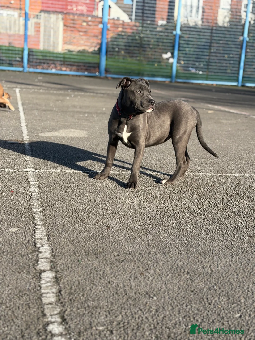Mixed Breed dogs for sale: Staffy cross rehoming  - Advert 6