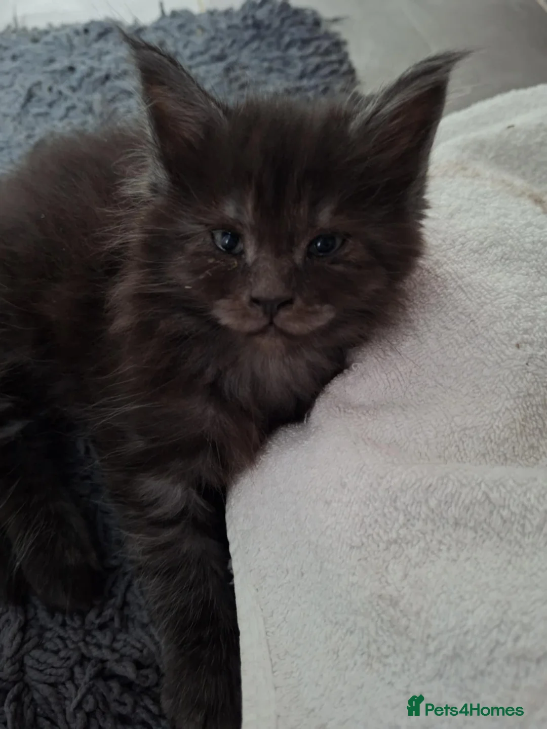 Maine Coon cats for sale: last girl and boy available - Advert 13