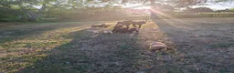 Labrador Retriever dogs for sale: Stunnning KC registered puppies. Ready to leave. - Advert 12