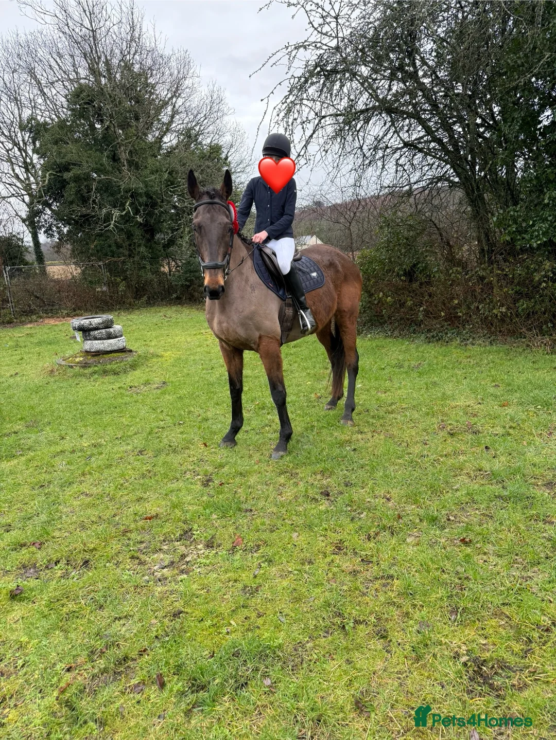 Irish Thoroughbred horses for sale: 10 yr old school mistress  - Advert 10