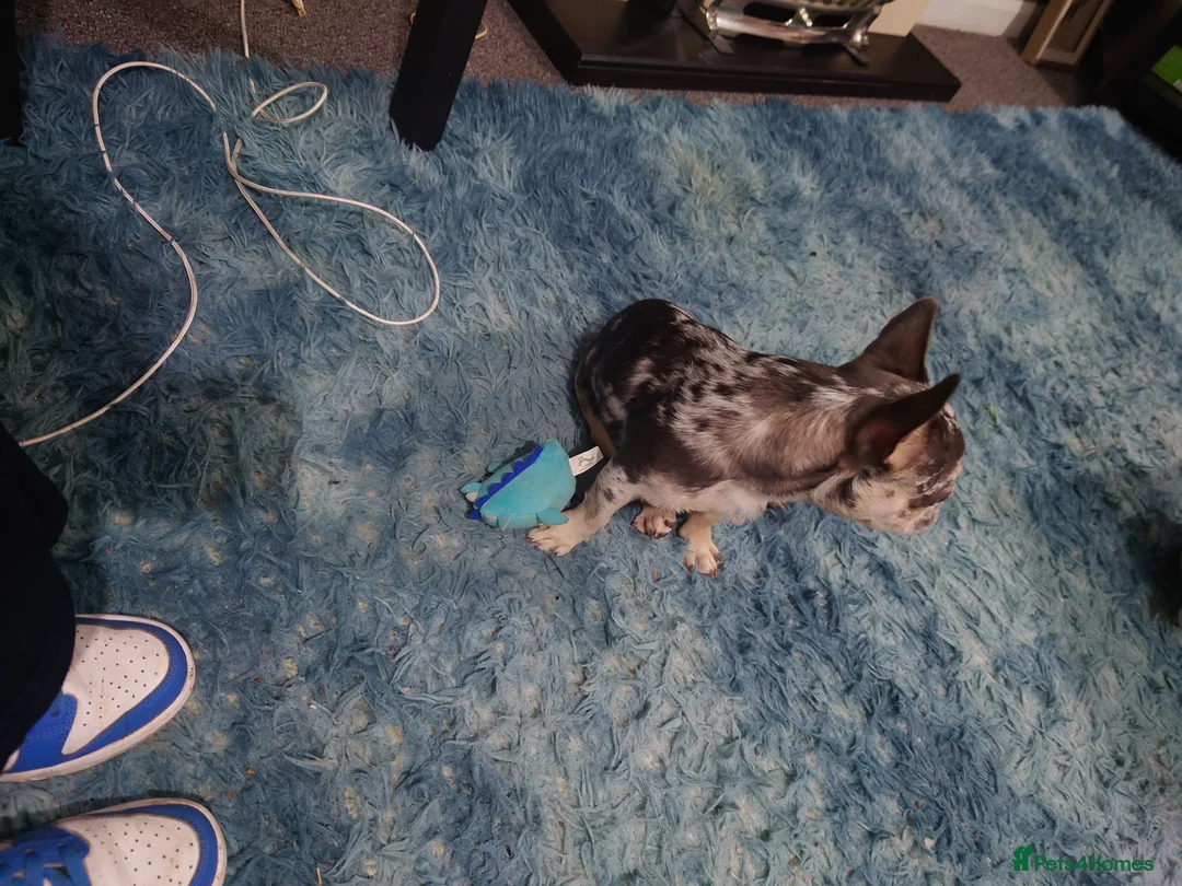 French Bulldog dogs for sale: French bulldog merle colour  in Bradford - Advert 2