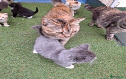 Mixed Breed cats for sale: 2 Male 8 week old kittens  - Image 13