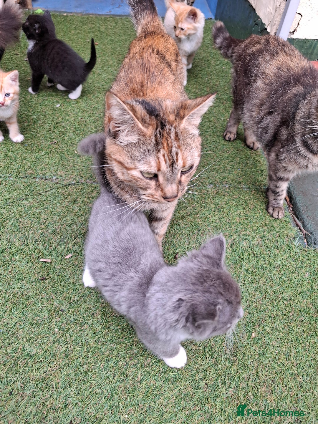 Mixed Breed cats for sale: 2 Male 8 week old kittens  - Image 13