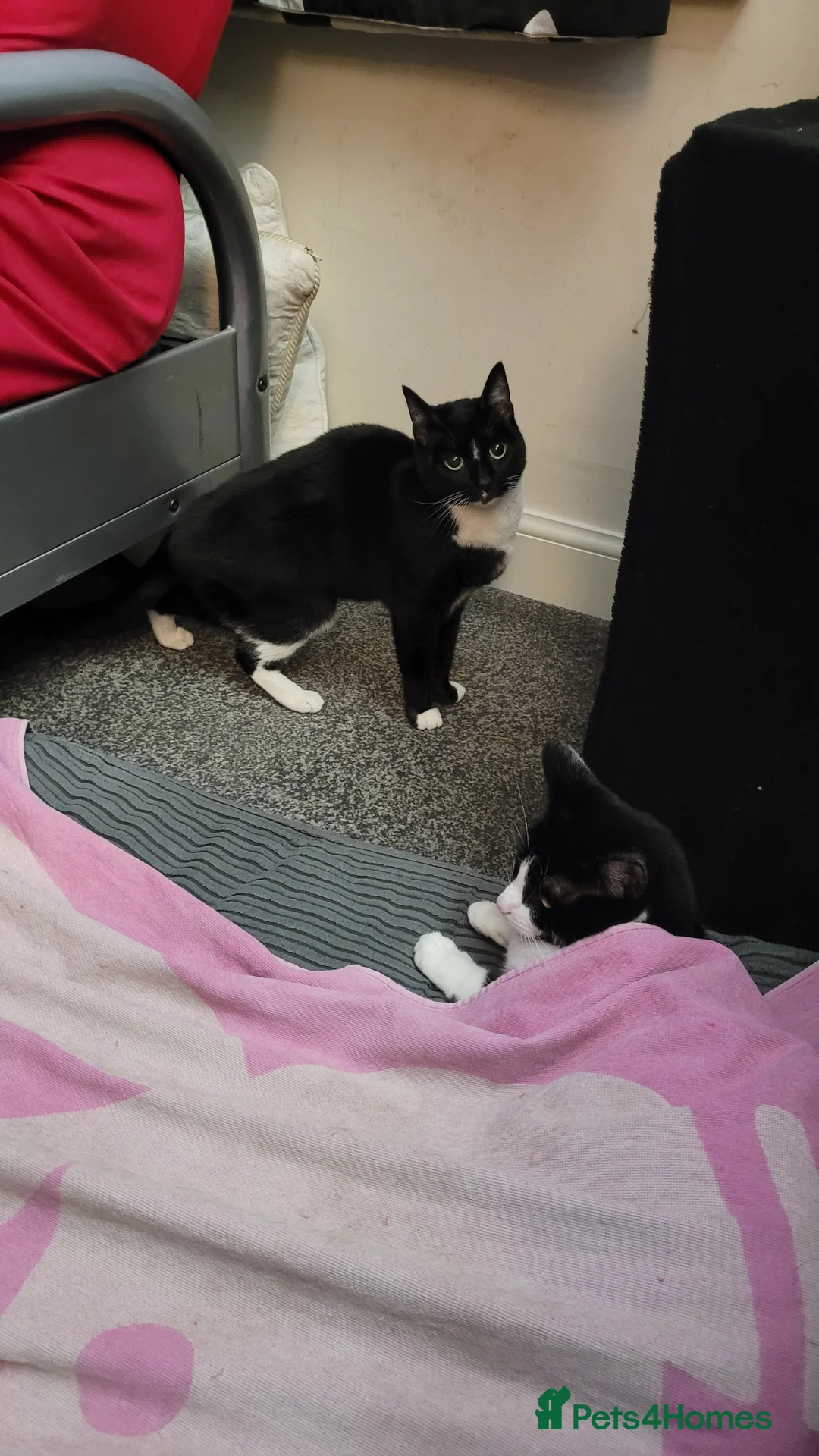 Domestic Shorthair cats for sale: 4 spayed female indoor only cats  - Advert 5