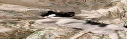 Mixed Breed cats for sale: Lovely girl ready for her new home  - Advert 1