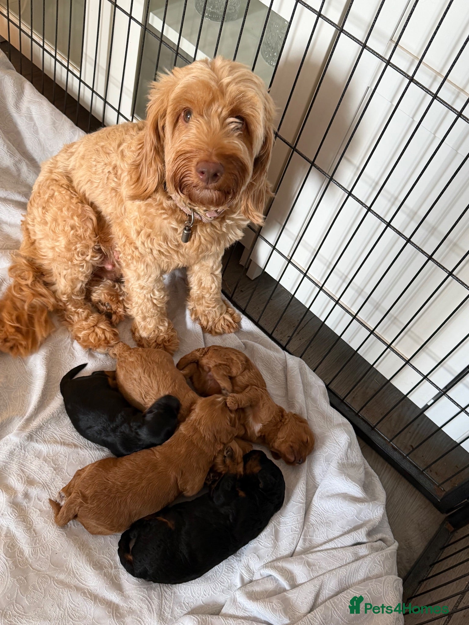 Cockapoo dogs Beautiful f1b cockapoos for sale  - Advert 15