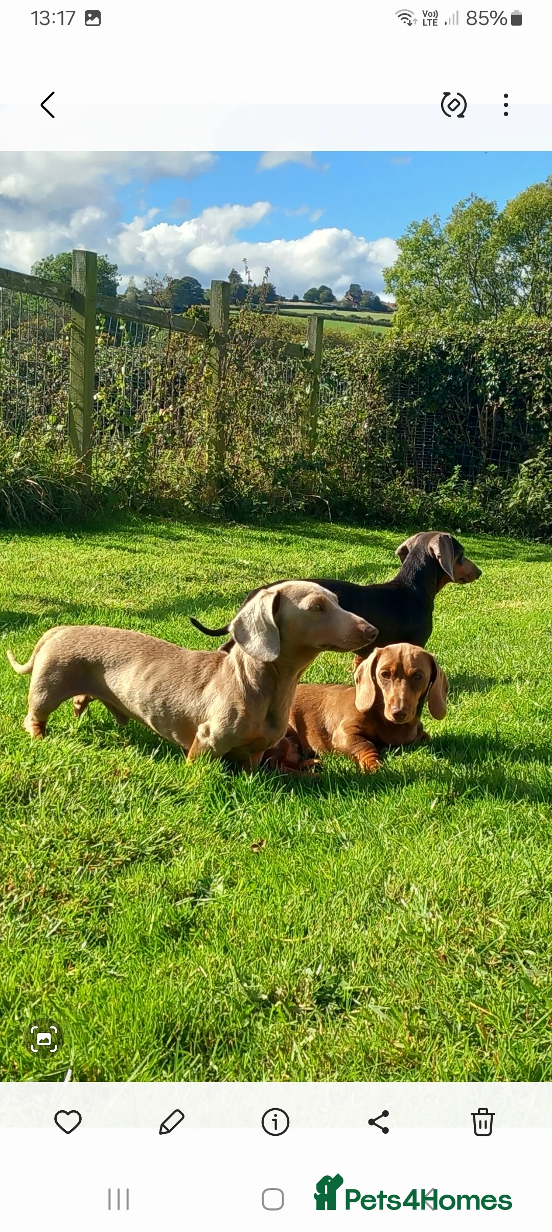 Miniature Dachshund dogs for stud: Issabella and tan  - Advert 3