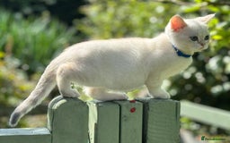 British Shorthair cats for sale: Colourpoints BSH active & non-active available - Image 28