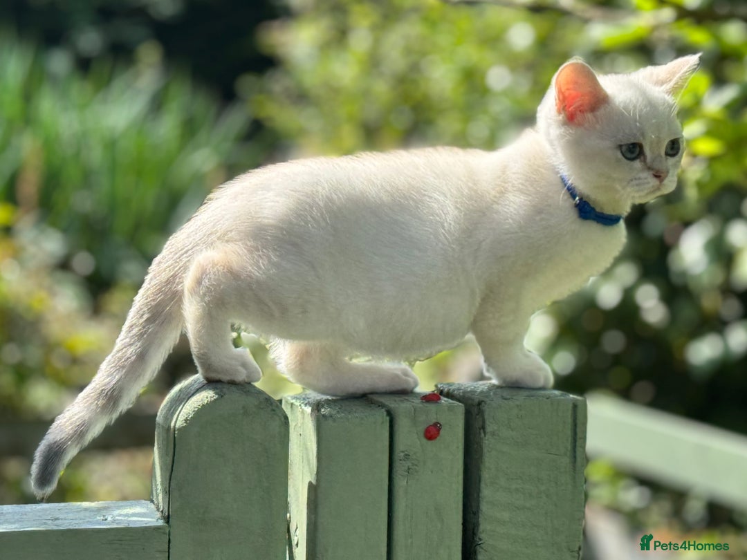 British Shorthair cats for sale: Colourpoints BSH active & non-active available - Image 28