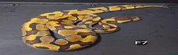 Python Snake reptiles for sale: Royal Pythons Male and Females  - Advert 3