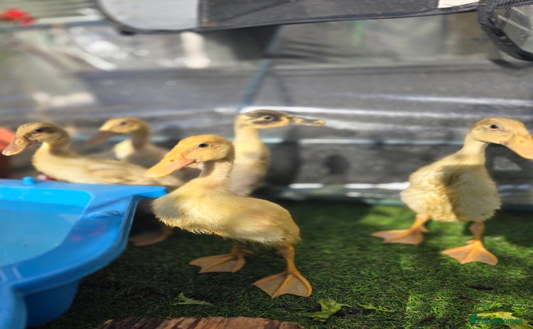 Ducks poultry - Advert 3