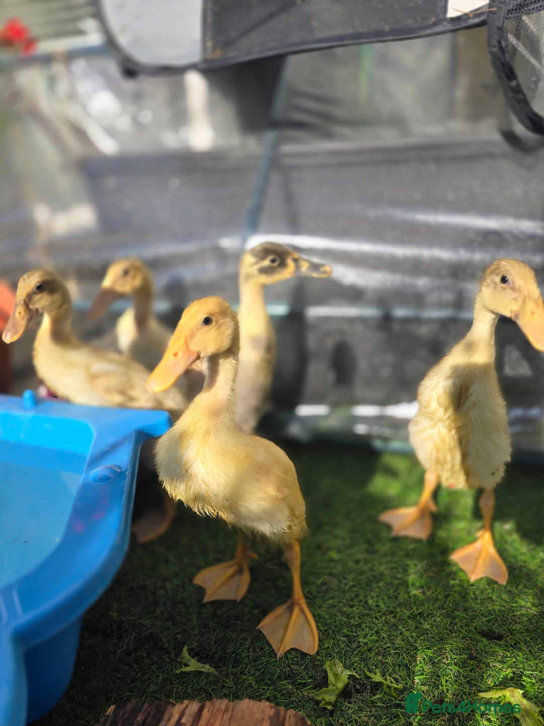 Ducks poultry for sale: Indian Runner ducklings - Image 1