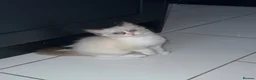 Ragdoll cats for sale: Last ragdoll boy - Advert 10