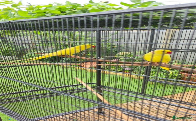 Ringnecks birds in Morden - Advert 10