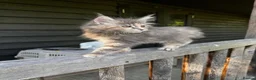 Maine Coon cats for sale: Stunning XL Maine Coon Kittens - Advert 9