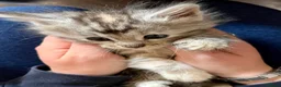 Maine Coon cats for sale: Pure Maine Coon Kittens - Advert 13