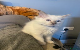 Ragdoll cats for sale: Ragdoll kittens ready now 3 boys 1 girl available  - Image 7