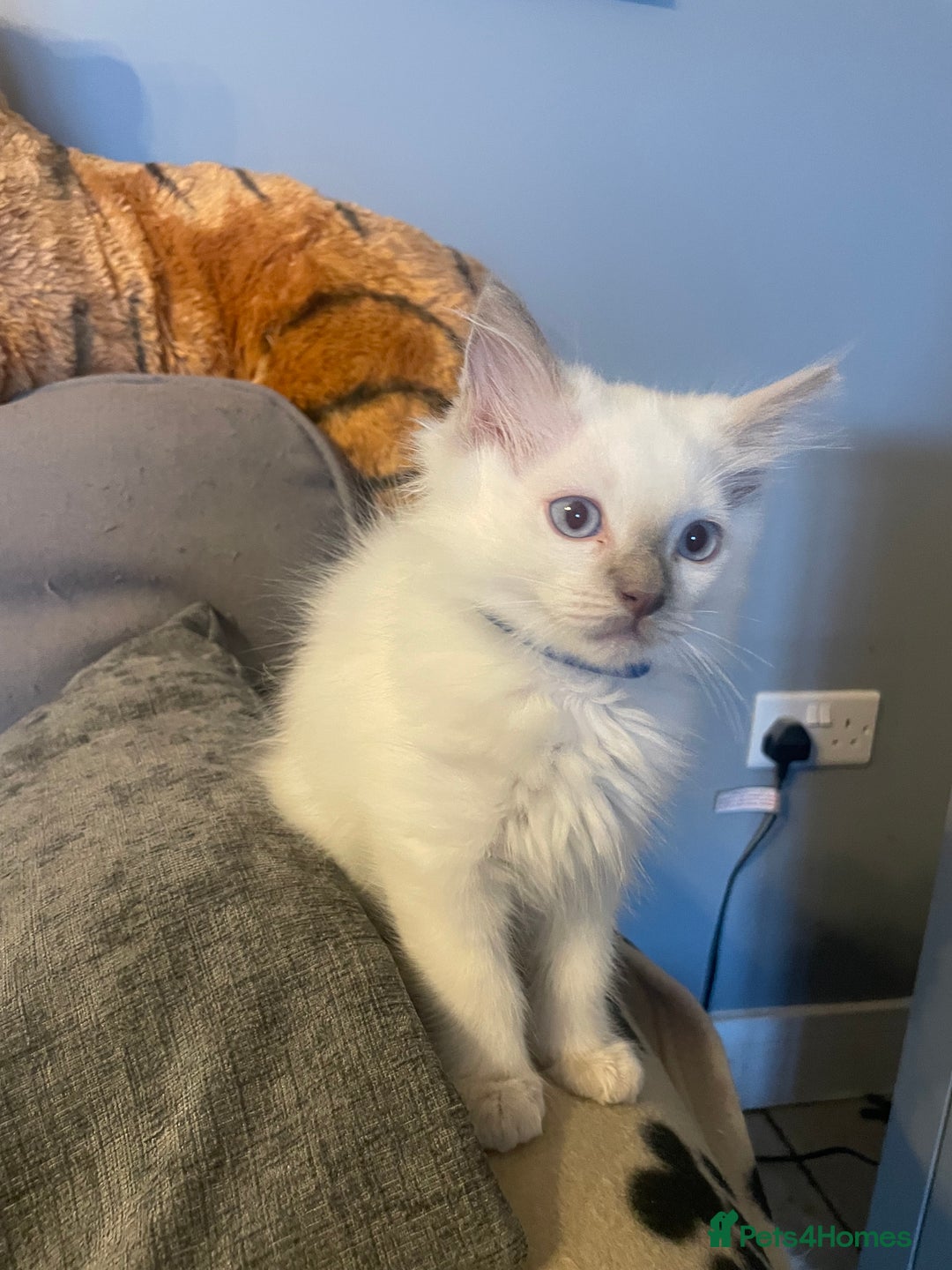 Ragdoll cats for sale: Ragdoll kittens ready now 3 boys 1 girl available  - Image 7