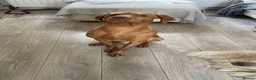 Hungarian Vizsla dogs for sale: Hungarian vizsler 4 years old in Ulverston - Advert 3