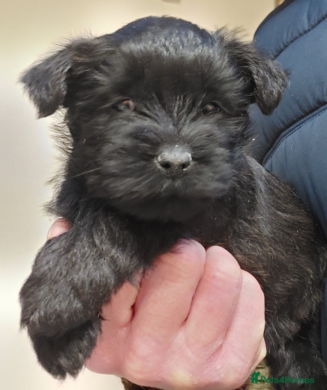 Cairn Terrier dogs for sale: Cairn terrier puppies  - Advert 2