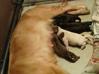 Cocker Spaniel dogs Working cocker spaniel pups KC reg - Advert 11