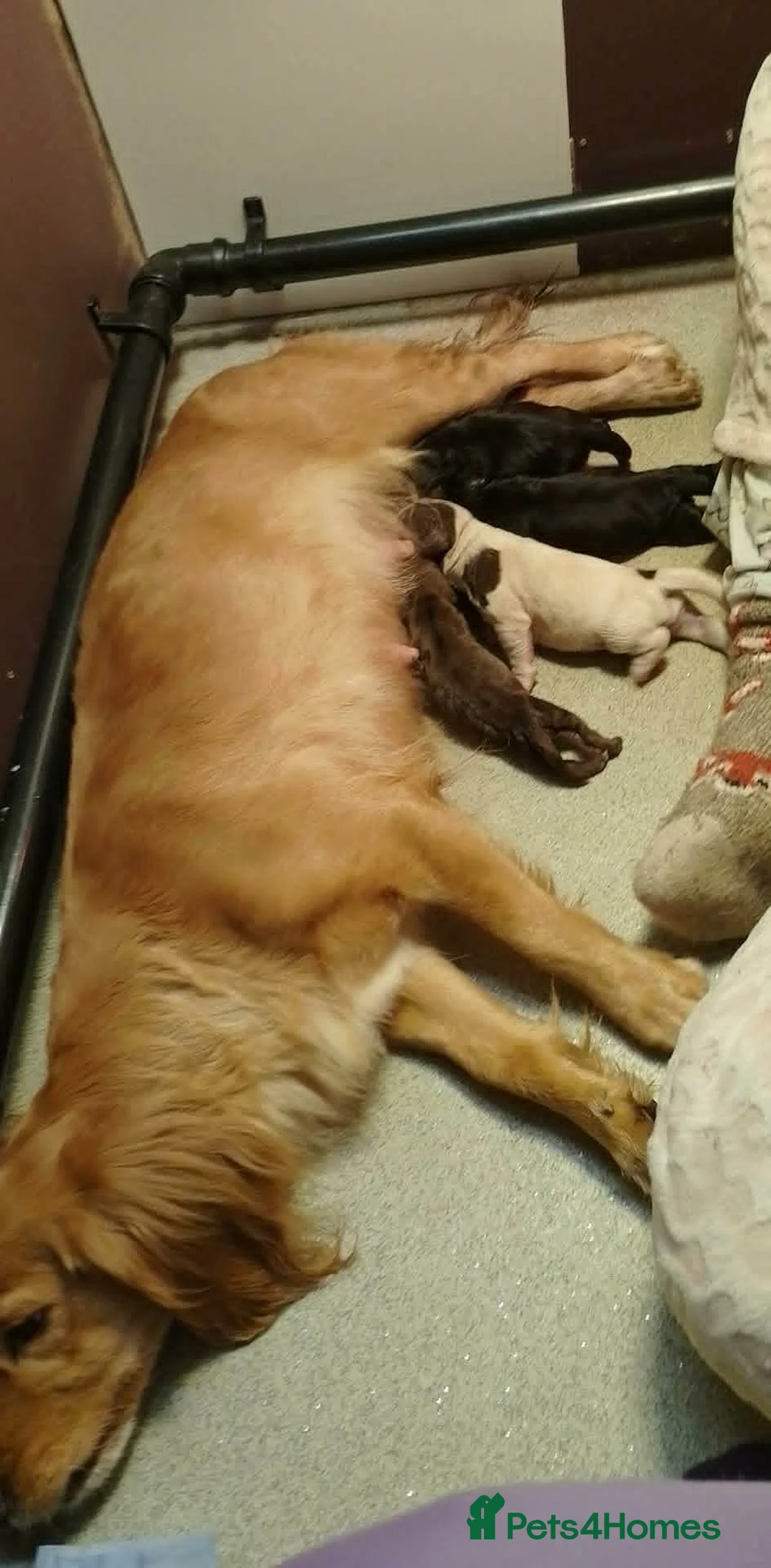 Cocker Spaniel dogs for sale: 1 BLACK MALE LEFT. Working cocker spaniel KC reg  - Advert 3