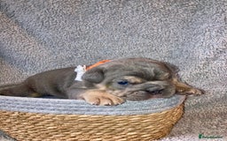 Old Tyme Bulldog dogs for sale: New English bulldogs available  - Image 6