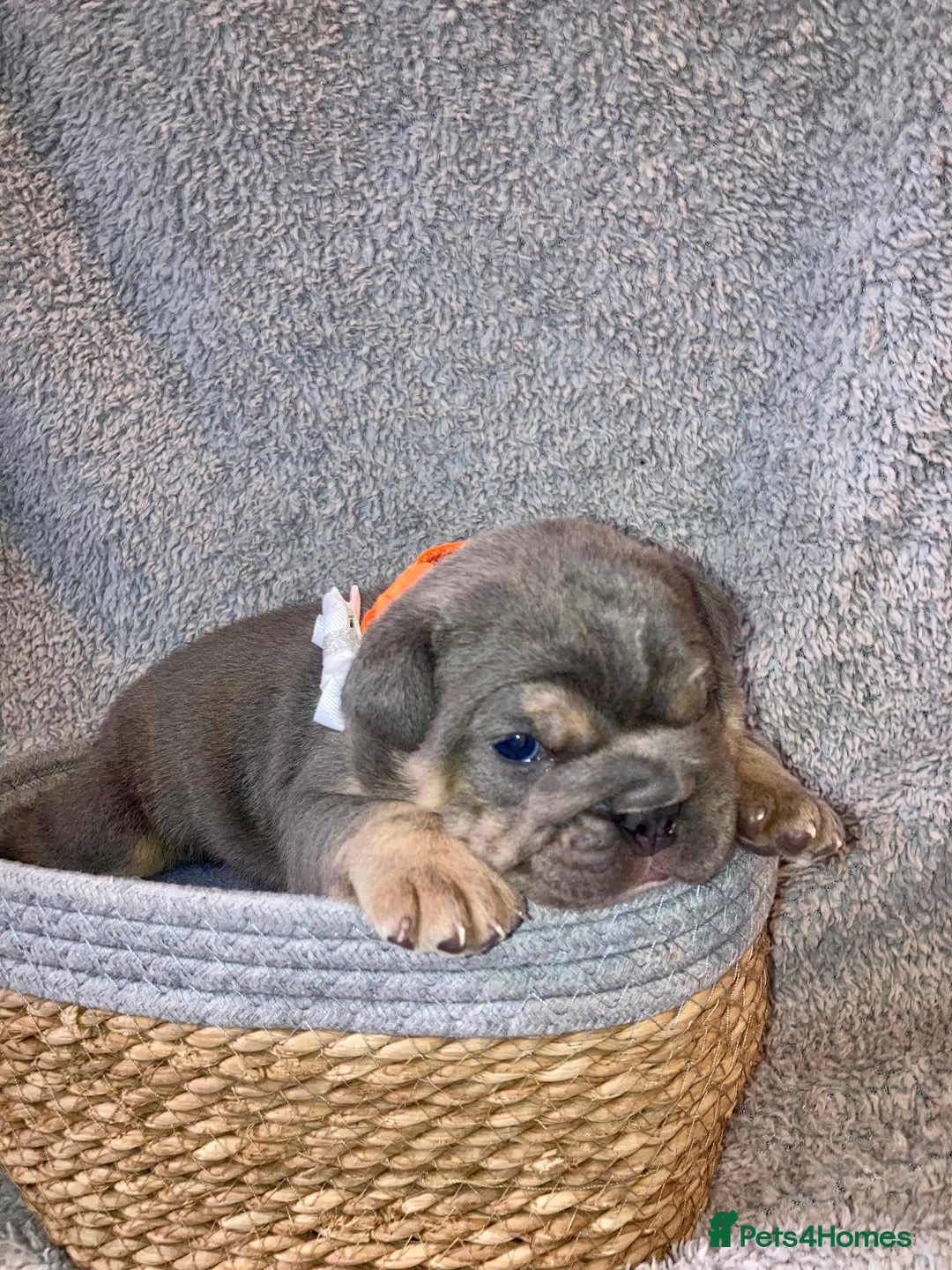 Old Tyme Bulldog dogs for sale: New English bulldogs available  - Image 6