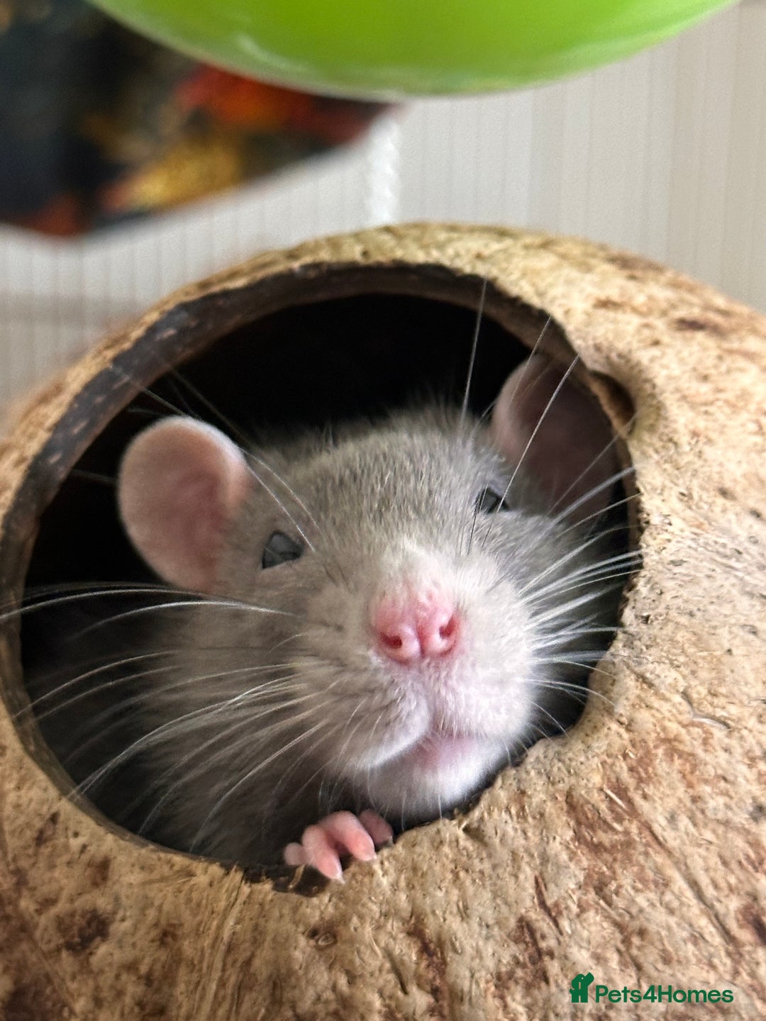 Rat rodents for sale: Three female rats looking for home. - Advert 5